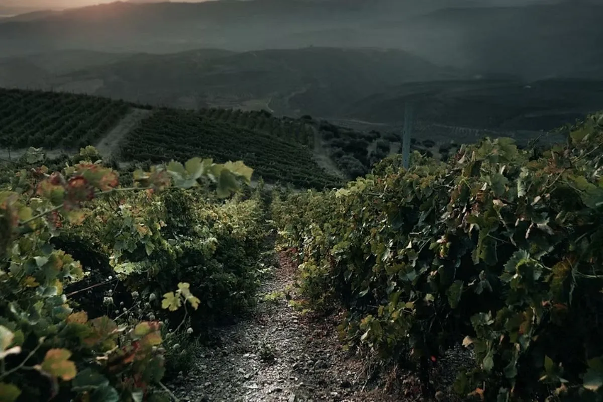 Olive Wine Tour Pegasus Travel Chania VIP Transfers and Tours